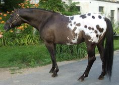 a woman standing next to a brown and white horse on the side of a road