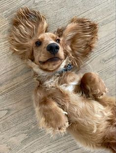 a small brown dog laying on top of a wooden floor