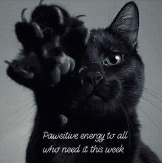 a black and white photo of a cat with its paw in the air, saying pawstue energy to all who need this week