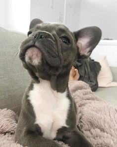 a small black and white dog sitting on top of a bed