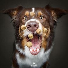 a brown and white dog with his mouth full of food in it's teeth