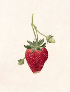 Strawberry Tattoo, Plant Illustration, Fruit Art, Vintage Botanical