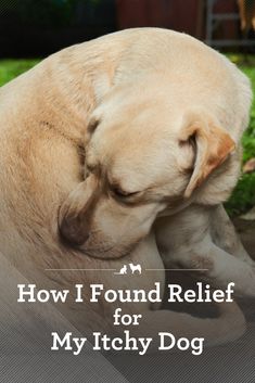 a dog is sleeping on the ground with its head in his paws and it's eyes closed