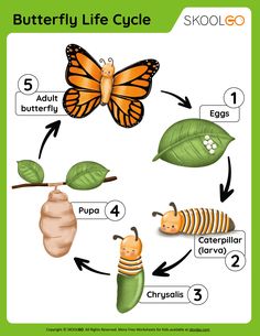 the life cycle of a butterfly