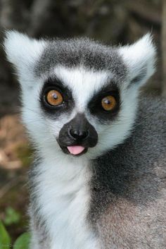 a close up of a lemura looking at the camera