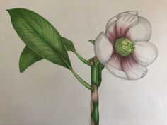 Clusia Flower by Katharine Gorry Coloured Pencil and Graphite Pencil Graphite Drawings, Graphite Pencils, Colored Pencils, Small Gifts, Pencil, Fine Art, Drawings, Plants, Flowers