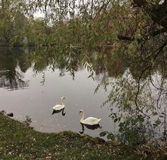 two swans are swimming in the water next to some trees and leaves on the ground