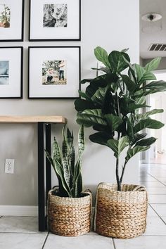 two potted plants sitting next to each other in front of pictures on the wall