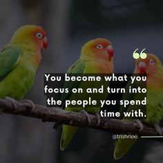 three colorful birds sitting on top of a tree branch with a quote below it that says, you become what you focus on and turn into the people you spend time with