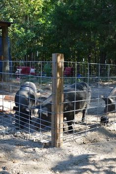 three black pigs in a fenced area next to trees