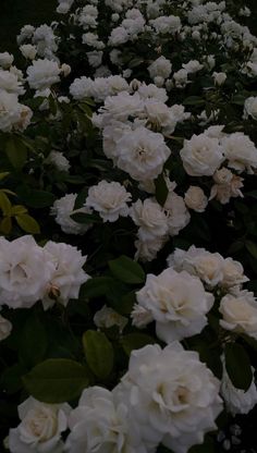 many white flowers are growing in the grass