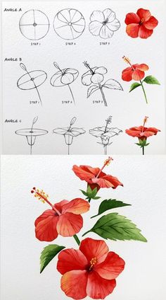 some flowers are drawn in pencil and watercolor