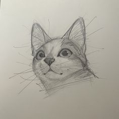 a pencil drawing of a cat's face