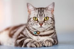 cat Toyger Kitten, Grey Cat Names, Exotic Cat Breeds, Cat Throwing Up, Toyger Cat, Largest Domestic Cat, Most Popular Cat Breeds, Domestic Cat Breeds