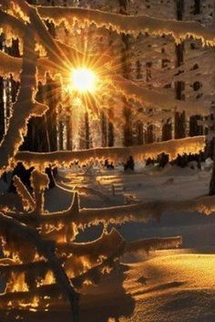 the sun shines brightly through frosted trees in the snow covered forest at night