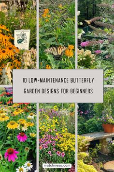 the top 10 low maintenance butterfly garden designs for beginner gardeners in their backyard