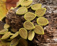 green leaves are growing on the bark of a tree