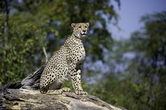 a cheetah sitting on top of a fallen tree trunk in the wild with trees in the background