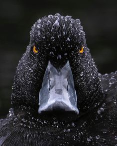 a close up of a black bird with drops of water on it's face