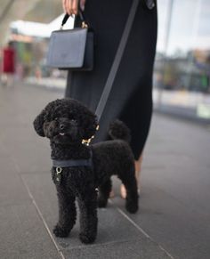 a black poodle standing on top of a sidewalk next to a woman holding a purse