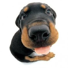 a black and brown dog laying down with its tongue hanging out looking at the camera