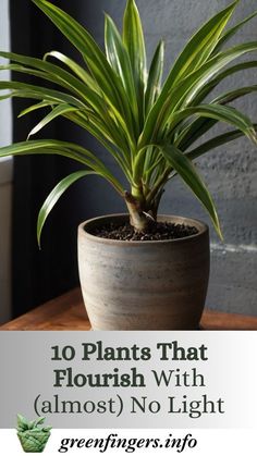 a potted plant sitting on top of a table with the words 10 plants that flourish with almost no light