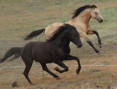 two horses are running in the field behind a wire fence, one is brown and the other is black