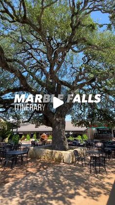 a large tree sitting in the middle of a park with tables and chairs around it