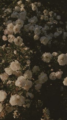 white flowers are blooming in the garden