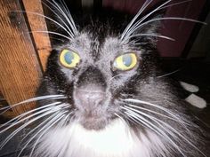 a black and white cat with yellow eyes looking at the camera