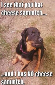 a black and brown dog sitting on top of a grass covered field