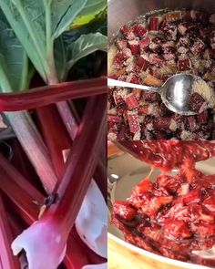 red rhubarb stalks are being prepared to be eaten by the cook in this collage