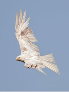 a white bird flying in the sky with its wings spread