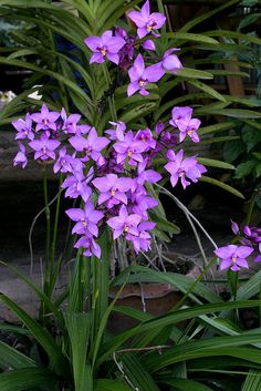 purple flowers are blooming in the garden