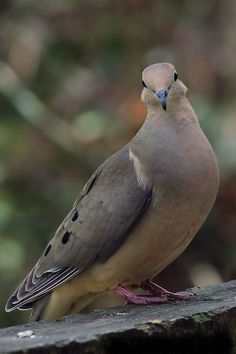 a bird sitting on top of a wooden bench