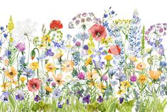 a field full of colorful wildflowers and daisies painted in watercolor on white paper