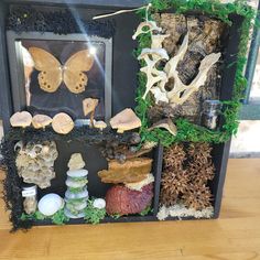 an assortment of mushrooms, rocks and plants in a shadow box on a wooden table