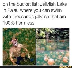 an image of jellyfish in the water with caption that reads, on the bucket list jellyfish lake in palau where you can swim with thousands jellyfish that are 100 % hamies