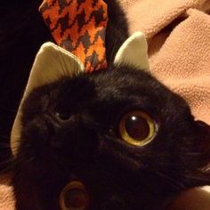 a black cat with an orange tie on its head