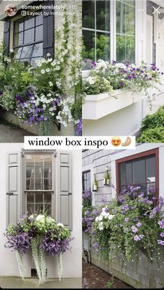 the window box is filled with purple and white flowers