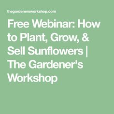 the gardener's workshop webinar how to plant, grow and sell sunflowers