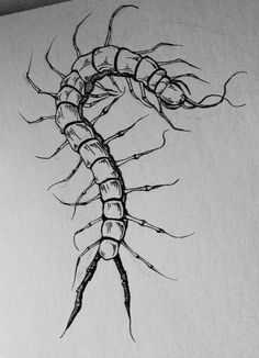 a drawing of a centipeus crawling on the side of a white paper wall