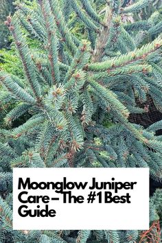 The #1 Best Guide for Success! Explore the world of Moonglow Juniper care with our expert insights. Discover ideal conditions, pruning techniques, and landscaping tips to elevate your garden's beauty. Join us in mastering Moonglow Juniper care! IG Photo by: andrew_natureman Moonglow Juniper, Drought Resistant, Blue Tree, Landscaping Tips, Organic Fertilizer, Moon Glow, Growing Tree