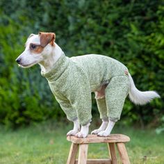 a small dog wearing a green sweater standing on top of a wooden stool in the grass