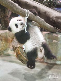 a panda bear hanging from a tree branch