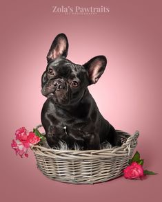 a small black dog sitting in a basket with pink flowers on it's side