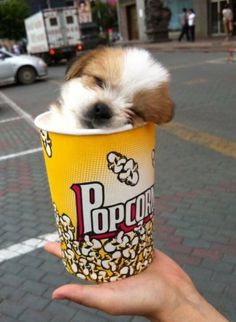 a small dog is sitting in a cup with popcorn on it's side and his head sticking out