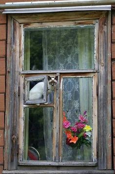 a cat sitting on the window sill with flowers in it's windowsill