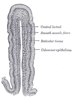 the structure of an animal's body and its external structures, including two long legs