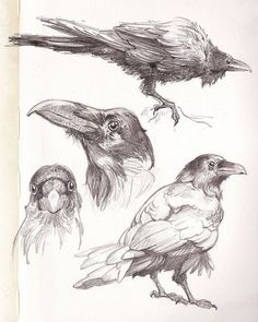 three different types of birds are shown in this drawing